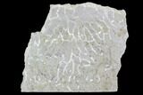 Polished Fossil Chain Coral (Catenipora) - Estonia #91864-1